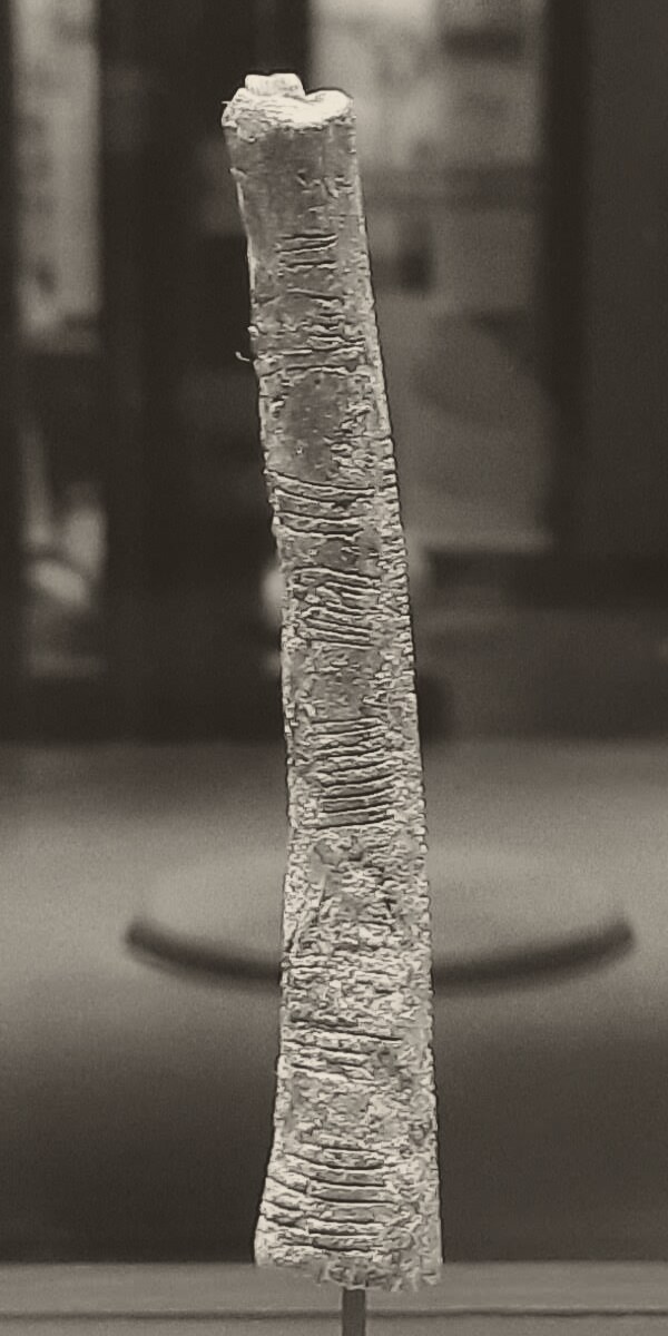 Black-and-white photograph of the Ishango bone standing upright on a thin museum pin: a slender, slightly bent bone, wider at the base, with rows of short notches cut across it in groups and a small pale fragment at its top.