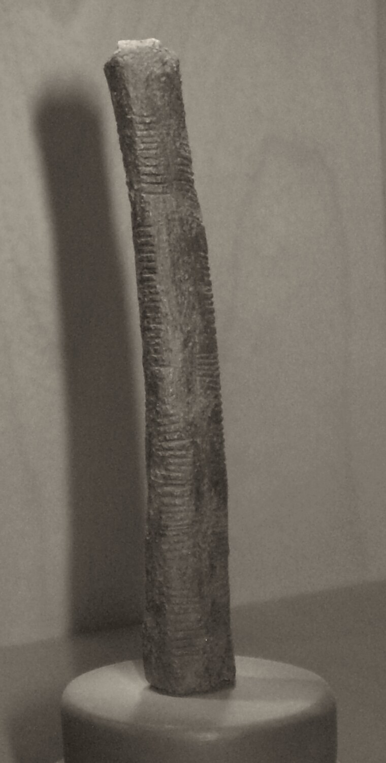 Black-and-white photograph of the Ishango bone standing on a round museum mount: a slender, gently curved dark bone with a pale chip at its tip and two rows of fine parallel notches running down its edges.