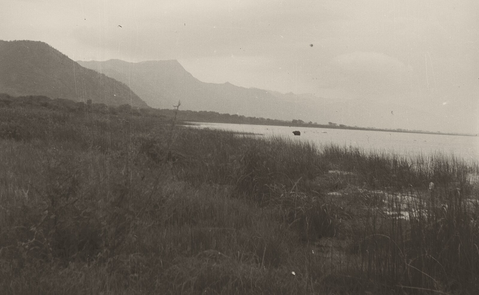 Black-and-white photograph of a lake shore: tall grass and reeds in the foreground, calm water to the right with a single dark animal standing in the shallows, and steep hills fading into haze along the far side.